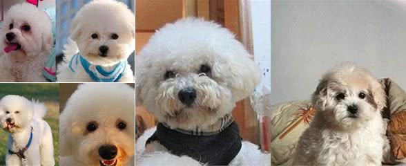 比熊犬毛色护理有讲究尽量不要都剃光