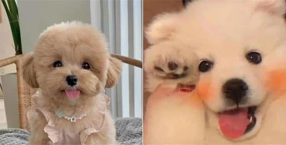 狗狗一有动静就乱叫,原来是因为这个
