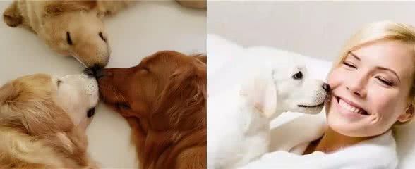 狗与你鼻吻,别想歪,它只想表达这几个意思