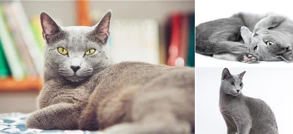 肥波是什么猫,这种猫有哪些特性