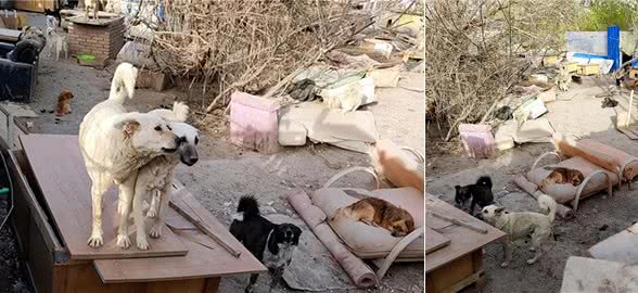 石河子疾控中心免费为流浪犬驱虫