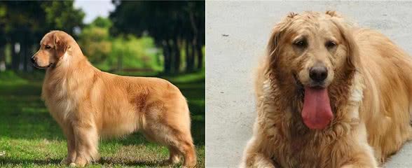金毛犬的毛发粗糙暗淡?试试这几种食物，效果太明显了