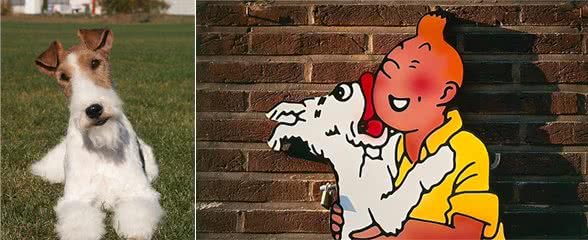 我们真的需要这么多种家庭犬吗?设计狗当道，土狗却沦为濒危