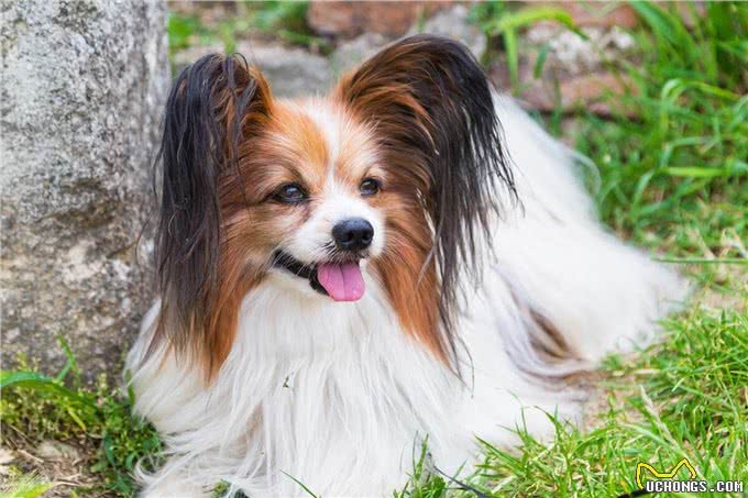 最受欢迎的小型犬系列—蝴蝶犬