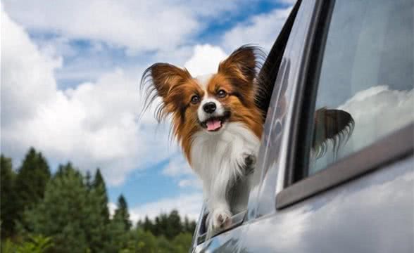 最受欢迎的小型犬系列—蝴蝶犬