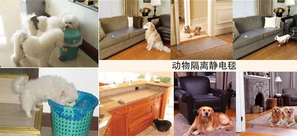 纠正狗狗到处翻垃圾桶捡食吃的坏习惯