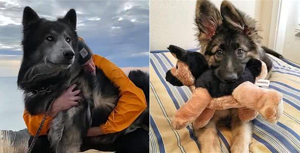 这7种狗狗，对主人最忠心，甘愿一生跟着主人