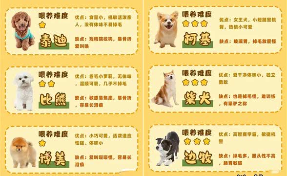 准备养狗的姐妹们看过来!各品种的狗子任你选择