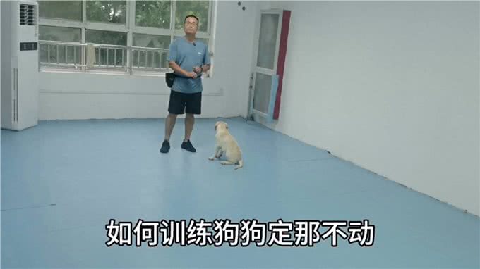 如何训练狗狗定不动?