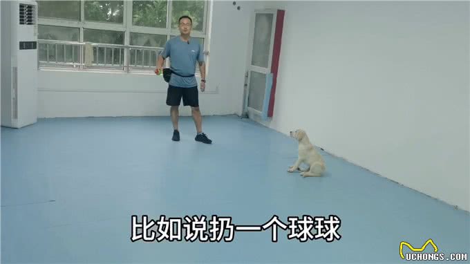 如何训练狗狗定不动?