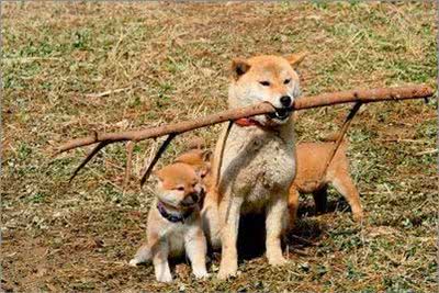 宠物大全:柴犬的详细资料