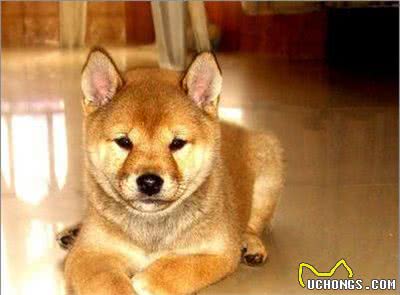 宠物大全:柴犬的详细资料