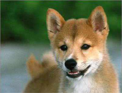 宠物大全:柴犬的详细资料