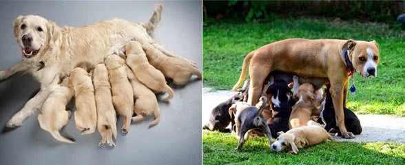 狗狗怀孕了还能注射疫苗吗?疫苗会影响幼犬吗?什么时候能打疫苗