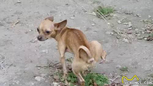 有没有想过狗尿尿为什么要翘起一只腿?