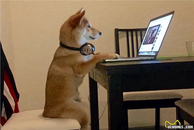 狗狗有以下行为，智商低不了，可能是狗界天才