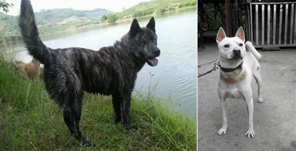 如何挑选及驯养土猎犬