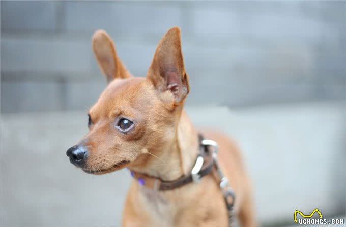 忽悠我养小鹿犬的人，咱们秋后算账