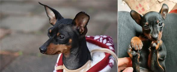 忽悠我养小鹿犬的人,咱们秋后算账