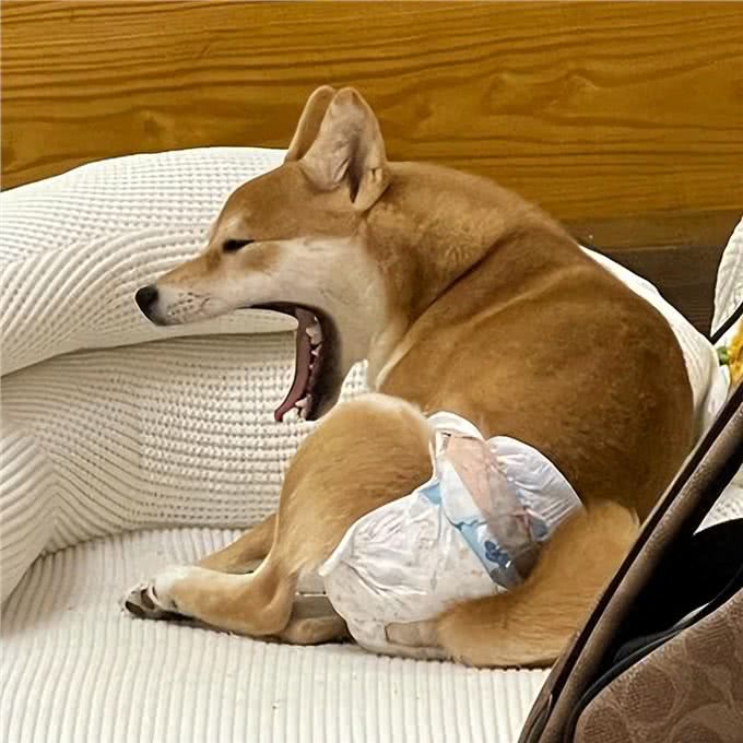 实话告诉你，狗狗害怕这6样东西，不要再吓唬它了!