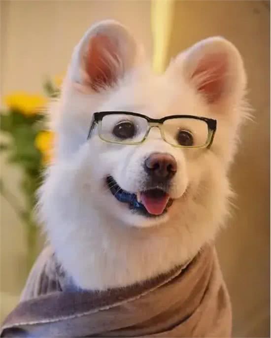 如何拯救心脏病的狗狗，个人经验分享!