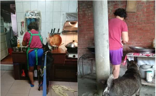 狗狗吃太好，反而会提前老龄化，患上各种老年疾病