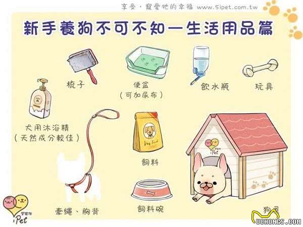 如何照料好宠物狗?入门新手须知