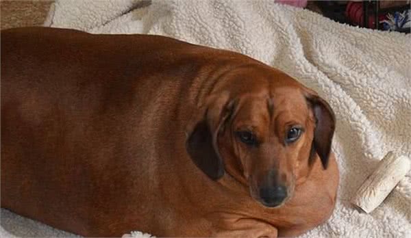 世界名犬之腊肠犬，爱恨交织的犬会让许多人想养又不太敢养