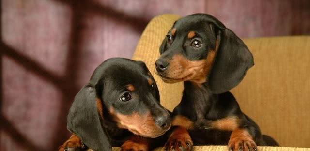世界名犬之腊肠犬，爱恨交织的犬会让许多人想养又不太敢养