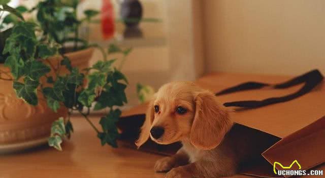 世界名犬之腊肠犬，爱恨交织的犬会让许多人想养又不太敢养