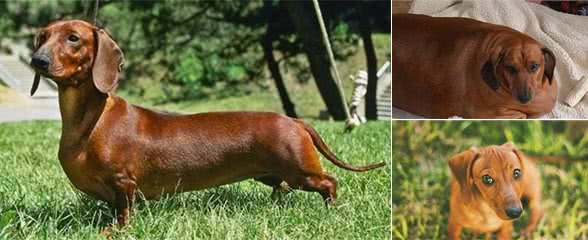 世界名犬之腊肠犬,爱恨交织的犬会让许多人想养又不太敢养