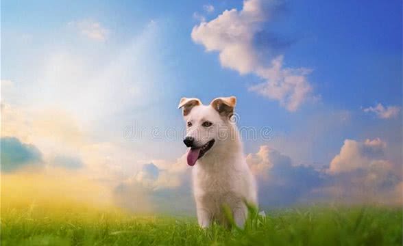 狗无味—嗅觉灵敏，味觉粗糙