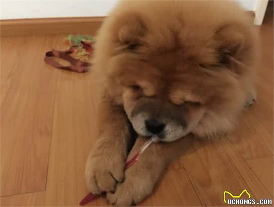 消除松狮犬等狗狗的口臭问题一直是个烦恼，该怎样有效解决呢?