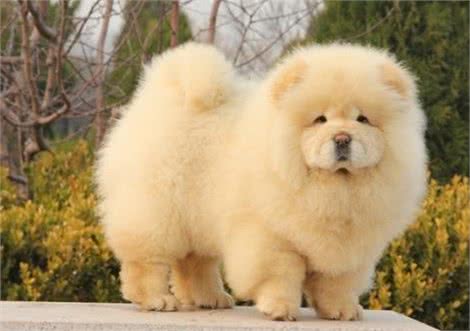 消除松狮犬等狗狗的口臭问题一直是个烦恼，该怎样有效解决呢?