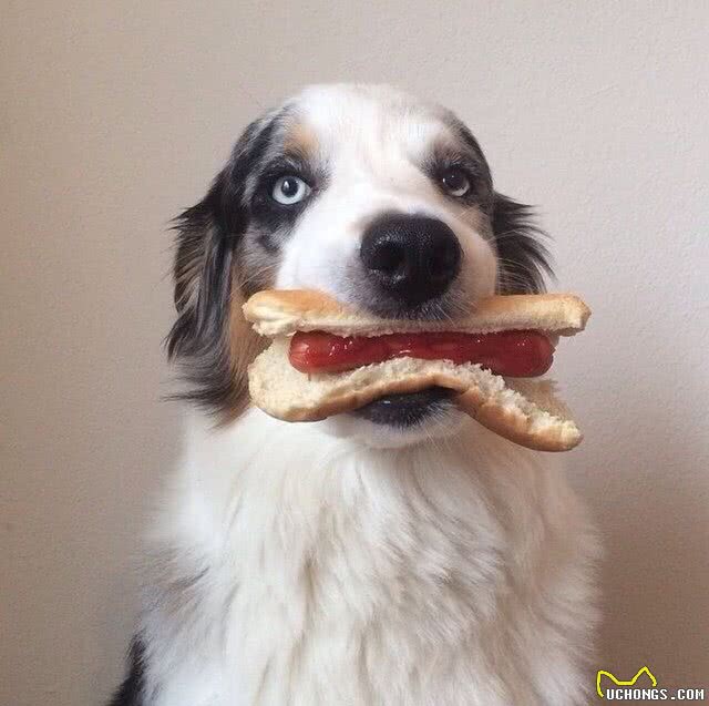 训犬小秘籍（二）