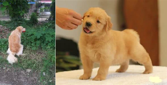 金毛犬怎么训练大小便