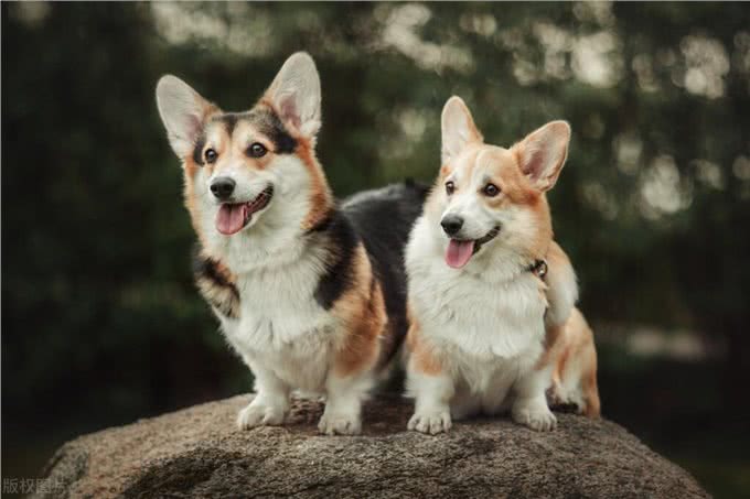 迷你长腿犬?不，他们是彭布罗克威尔士柯基犬!