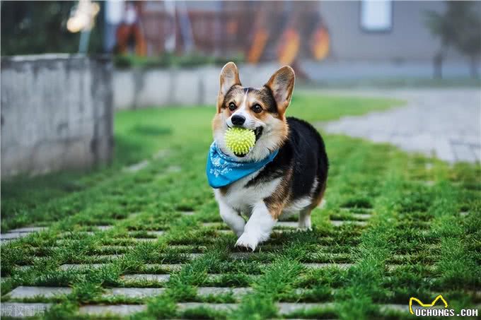 迷你长腿犬?不，他们是彭布罗克威尔士柯基犬!