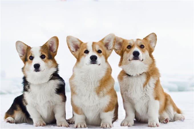 迷你长腿犬?不，他们是彭布罗克威尔士柯基犬!