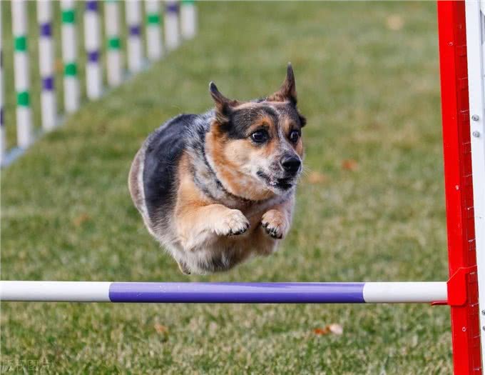 迷你长腿犬?不，他们是彭布罗克威尔士柯基犬!