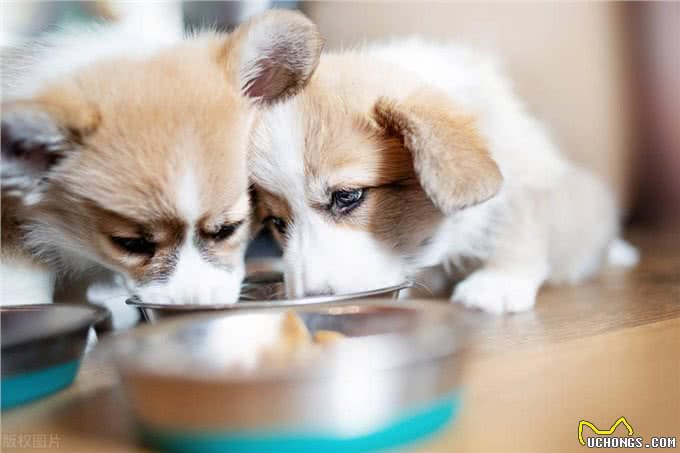 迷你长腿犬?不，他们是彭布罗克威尔士柯基犬!