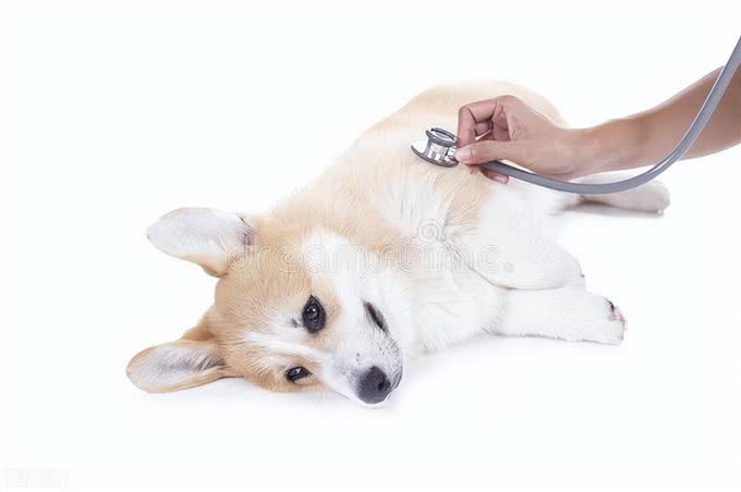 迷你长腿犬?不，他们是彭布罗克威尔士柯基犬!