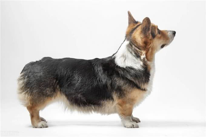 迷你长腿犬?不，他们是彭布罗克威尔士柯基犬!