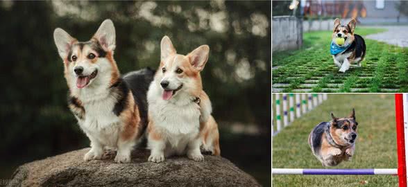 迷你长腿犬?不,他们是彭布罗克威尔士柯基犬!