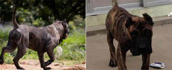 怎么训练加纳利犬?训练加纳利犬的基本要点及方法介绍!