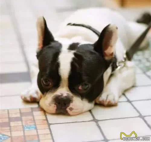 狗狗常见的四种心理，看看你家的斗牛犬出现过吗