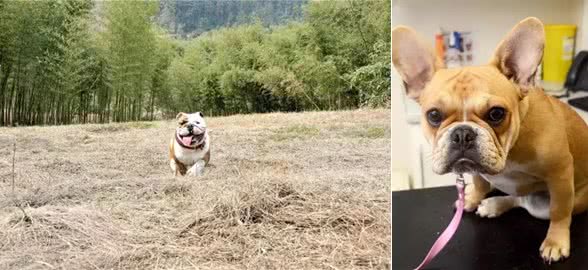 狗狗常见的四种心理，看看你家的斗牛犬出现过吗