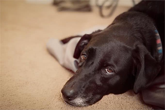 什么是犬蛔虫病?主人该如何预防这种人畜共患病?幼犬是高发群体