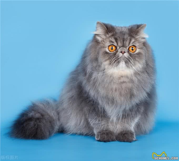谁说猫猫高冷不粘人的，这几种就粘人