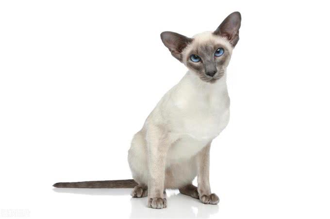 谁说猫猫高冷不粘人的，这几种就粘人